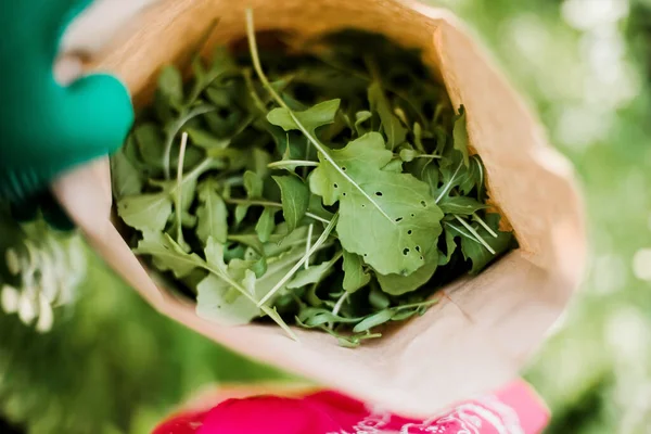 Taze Arugula Bahçeli Genç Modern Bahçıvan Kadın. Bahçıvanlı güzel esmer kadın.