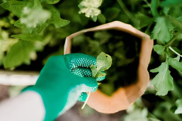 Perempuan Tukang Kebun Modern Muda Dengan Arugula Segar Taman Muda — Stok Foto