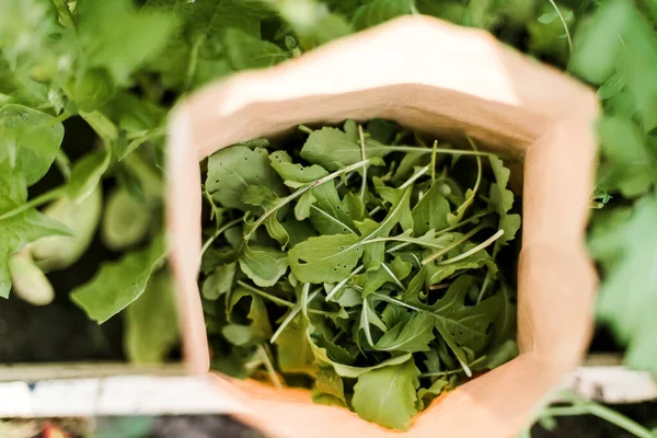 Taze Arugula Bahçeli Genç Modern Bahçıvan Kadın. Bahçıvanlı güzel esmer kadın.