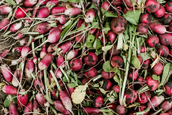 Kadın bahçesinden turp topluyor. Genç, güzel, esmer, gardıroplu bir kadın yaz tatili giyiyor.