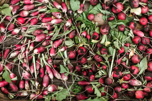 Kadın bahçesinden turp topluyor. Genç, güzel, esmer, gardıroplu bir kadın yaz tatili giyiyor.