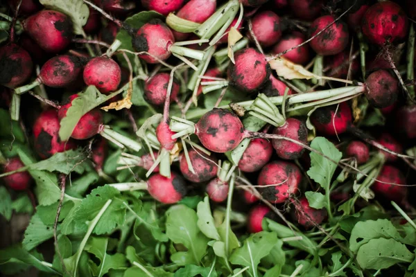 Kadın bahçesinden turp topluyor. Genç, güzel, esmer, gardıroplu bir kadın yaz tatili giyiyor.