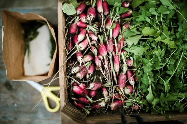 Kadın bahçesinden turp topluyor. Genç, güzel, esmer, gardıroplu bir kadın yaz tatili giyiyor.