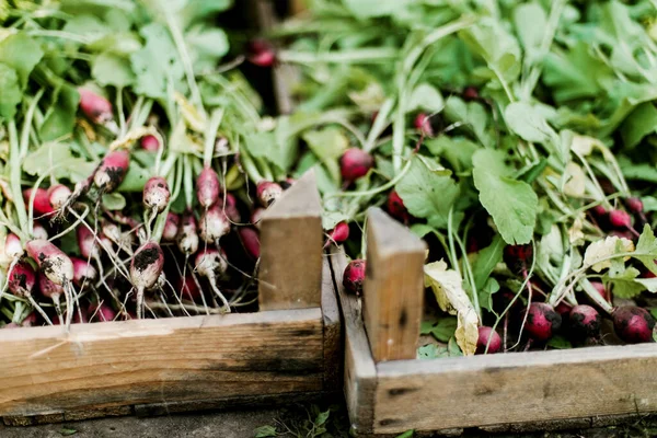 Woman Harvests Radish Her Garden Young Beautiful Brunette Woman Garding —  Fotos de Stock