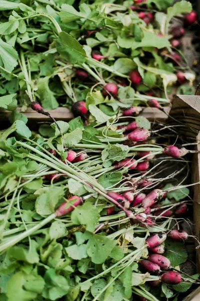 Kadın bahçesinden turp topluyor. Genç, güzel, esmer, gardıroplu bir kadın yaz tatili giyiyor.