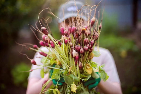 Woman Harvests Radish Her Garden Young Beautiful Brunette Woman Garding —  Fotos de Stock