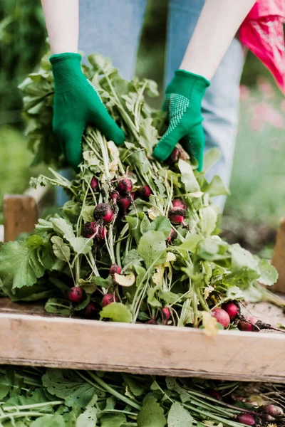 Woman Harvests Radish Her Garden Young Beautiful Brunette Woman Garding —  Fotos de Stock