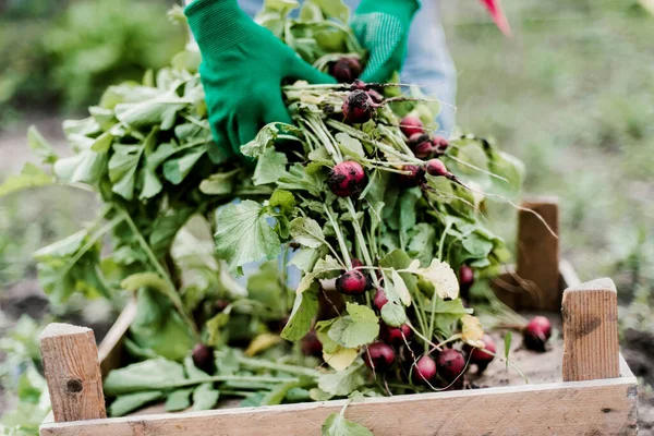 Woman Harvests Radish Her Garden Young Beautiful Brunette Woman Garding —  Fotos de Stock