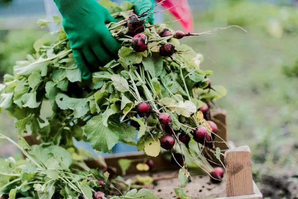 Woman Harvests Radish Her Garden Young Beautiful Brunette Woman Garding —  Fotos de Stock