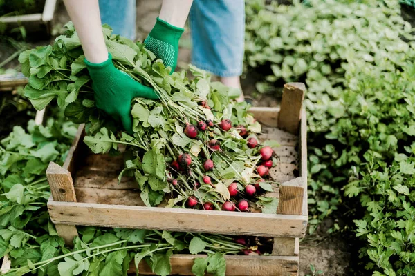Kadın bahçesinden turp topluyor. Genç, güzel, esmer, gardıroplu bir kadın yaz tatili giyiyor.
