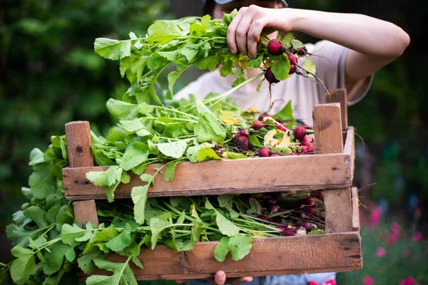 Woman Harvests Radish Her Garden Young Beautiful Brunette Woman Garding —  Fotos de Stock