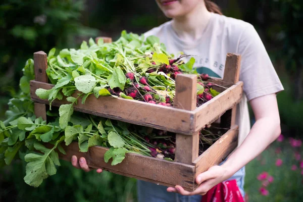 Kadın bahçesinden turp topluyor. Genç, güzel, esmer, gardıroplu bir kadın yaz tatili giyiyor.