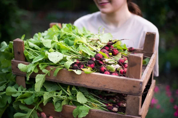 Kadın bahçesinden turp topluyor. Genç, güzel, esmer, gardıroplu bir kadın yaz tatili giyiyor.
