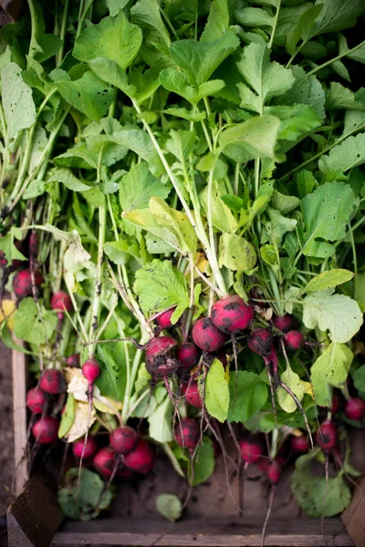Kadın bahçesinden turp topluyor. Genç, güzel, esmer, gardıroplu bir kadın yaz tatili giyiyor.