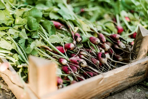 Woman Harvests Radish Her Garden Young Beautiful Brunette Woman Garding Royalty Free Stock Images