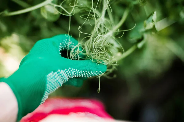 Woman Harvests Radish Her Garden Young Beautiful Brunette Woman Garding ロイヤリティフリーのストック写真