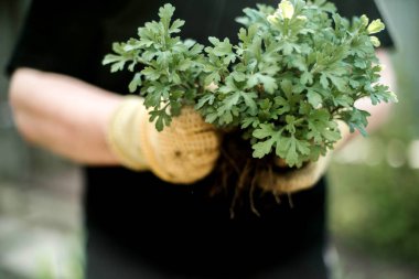 Kadın Eller filizleniyor. Sebze bahçesi ekiyorum sebze, yeşil toprak, çilek.