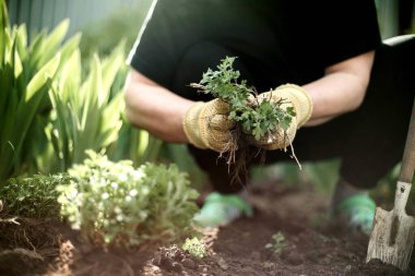 Kadın Eller filizleniyor. Sebze bahçesi ekiyorum sebze, yeşil toprak, çilek.