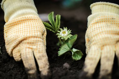Woman Hands seedling growing. Planting a veggie garden plant vegetable green soil strawberries