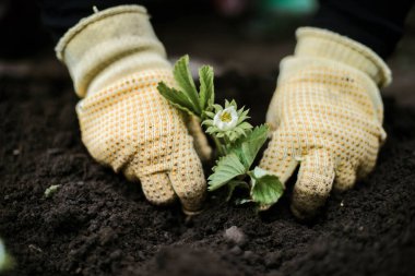 Woman Hands seedling growing. Planting a veggie garden plant vegetable green soil strawberries