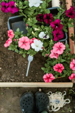 Kadın Eller filizleniyor. Sebze bahçesi ekiyorum sebze, yeşil toprak, çilek. 