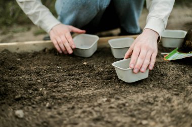 Kadın Eller filizleniyor. Sebze bahçesi ekiyorum sebze, yeşil toprak, çilek. 