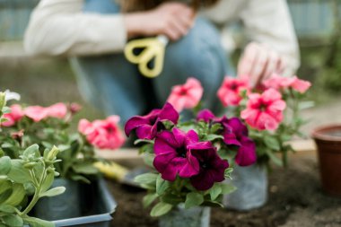 Kadın Eller filizleniyor. Sebze bahçesi ekiyorum sebze, yeşil toprak, çilek. 