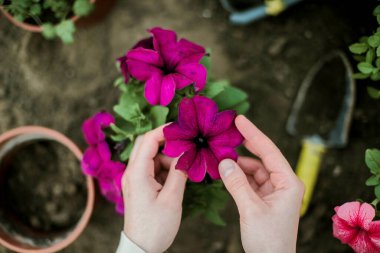Kadın Eller filizleniyor. Sebze bahçesi ekiyorum sebze, yeşil toprak, çilek. 