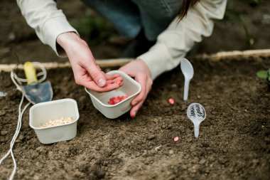 Bahçıvan sebze yatağına bezelye tohumu ekiyor. Yeni bahçe sezonu için hazırlanılıyor. 