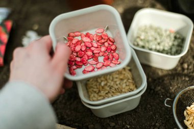 Bahçıvan sebze yatağına bezelye tohumu ekiyor. Yeni bahçe sezonu için hazırlanılıyor. 