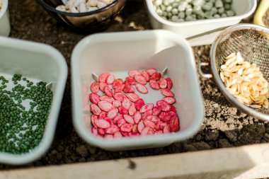 Bahçıvan sebze yatağına bezelye tohumu ekiyor. Yeni bahçe sezonu için hazırlanılıyor. 