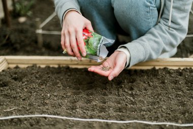 Bahçıvan sebze yatağına bezelye tohumu ekiyor. Yeni bahçe sezonu için hazırlanılıyor. 