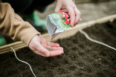 Bahçıvan sebze yatağına bezelye tohumu ekiyor. Yeni bahçe sezonu için hazırlanılıyor. 