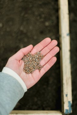 Bahçıvan sebze yatağına bezelye tohumu ekiyor. Yeni bahçe sezonu için hazırlanılıyor. 