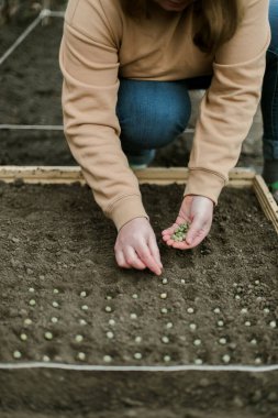 Bahçıvan sebze yatağına bezelye tohumu ekiyor. Yeni bahçe sezonu için hazırlanılıyor. 