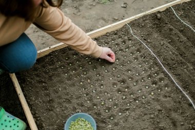 Bahçıvan sebze yatağına bezelye tohumu ekiyor. Yeni bahçe sezonu için hazırlanılıyor. 