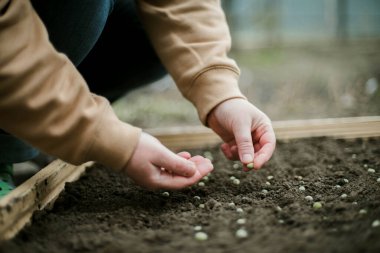 Bahçıvan sebze yatağına bezelye tohumu ekiyor. Yeni bahçe sezonu için hazırlanılıyor. 