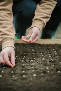 Bahçıvan sebze yatağına bezelye tohumu ekiyor. Yeni bahçe sezonu için hazırlanılıyor. 