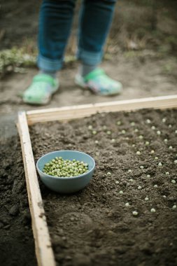 Bahçıvan sebze yatağına bezelye tohumu ekiyor. Yeni bahçe sezonu için hazırlanılıyor. 