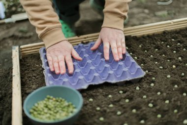 Bahçıvan sebze yatağına bezelye tohumu ekiyor. Yeni bahçe sezonu için hazırlanılıyor. 