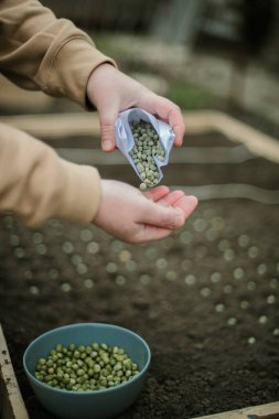 Bahçıvan sebze yatağına bezelye tohumu ekiyor. Yeni bahçe sezonu için hazırlanılıyor. 