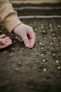 Bahçıvan sebze yatağına bezelye tohumu ekiyor. Yeni bahçe sezonu için hazırlanılıyor. 