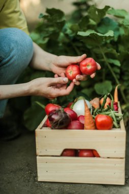 Bahçede olgun sebzeler toplayan bir kadın..