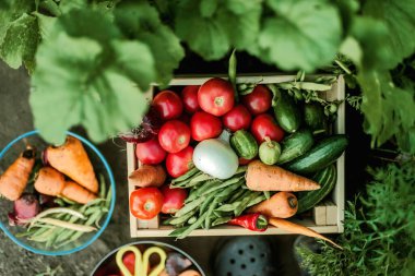 Bahçede olgun sebzeler toplayan bir kadın..