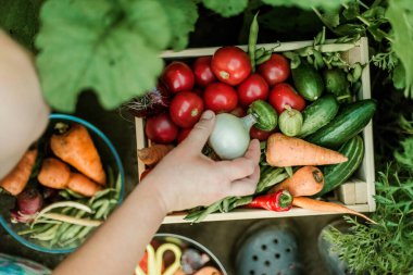 Bahçede olgun sebzeler toplayan bir kadın..