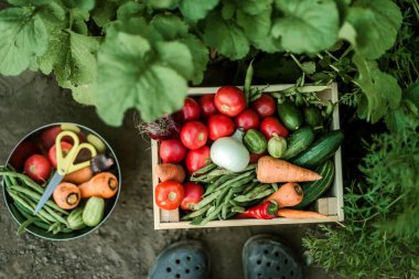 Bahçede olgun sebzeler toplayan bir kadın..