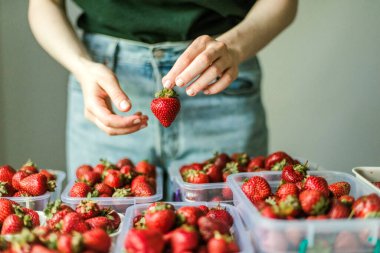 Bahçede olgun çilek toplayan bir kadın..
