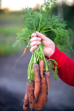 Bahçede olgun havuç toplayan bir kadın.. 