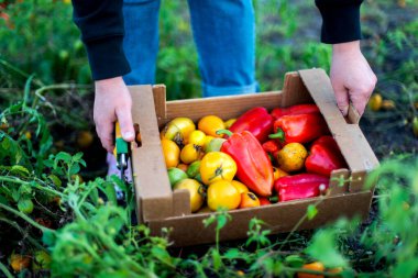 Bahçede olgun, biber, domates toplayan bir kadın.. 