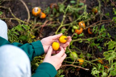 Bahçede olgun, biber, domates toplayan bir kadın.. 
